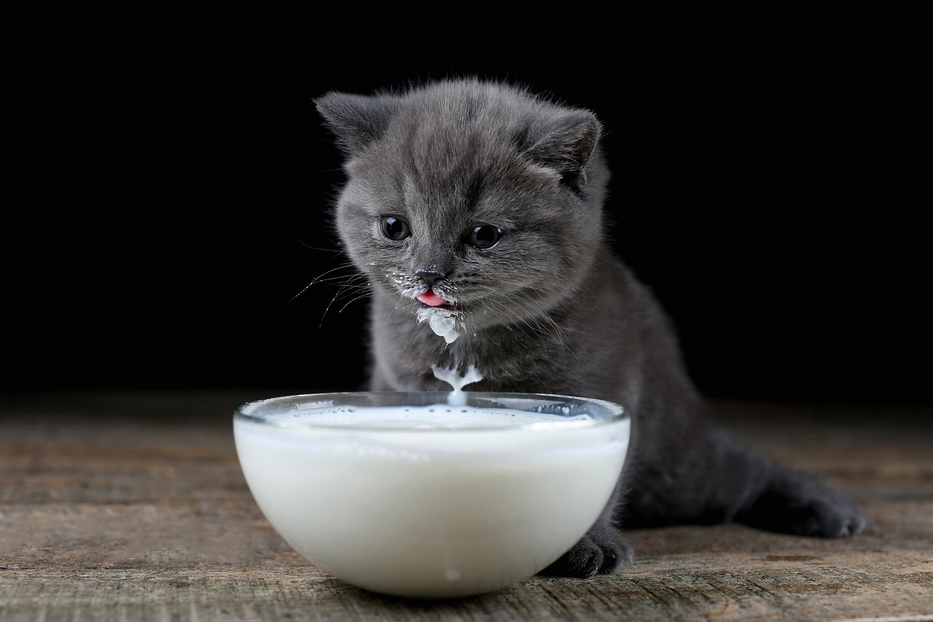 Who should always give cats milk