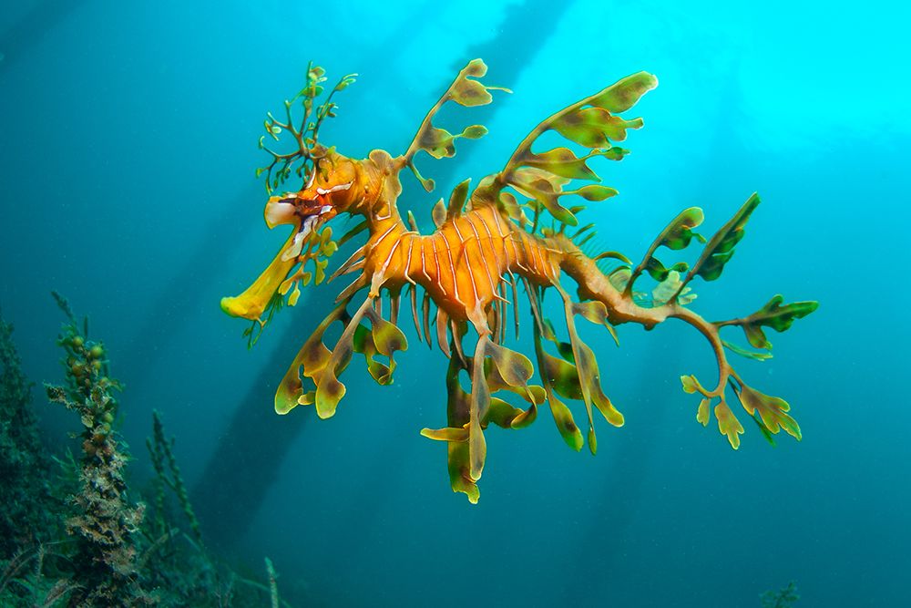 The Leafy Seadragon