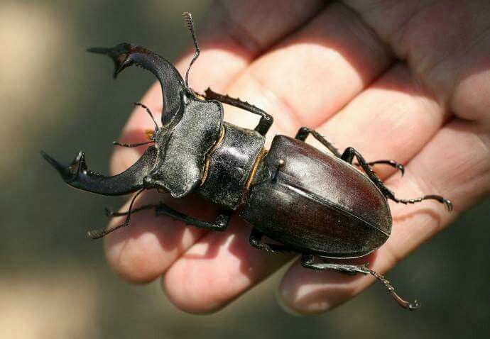 Stag Beetle