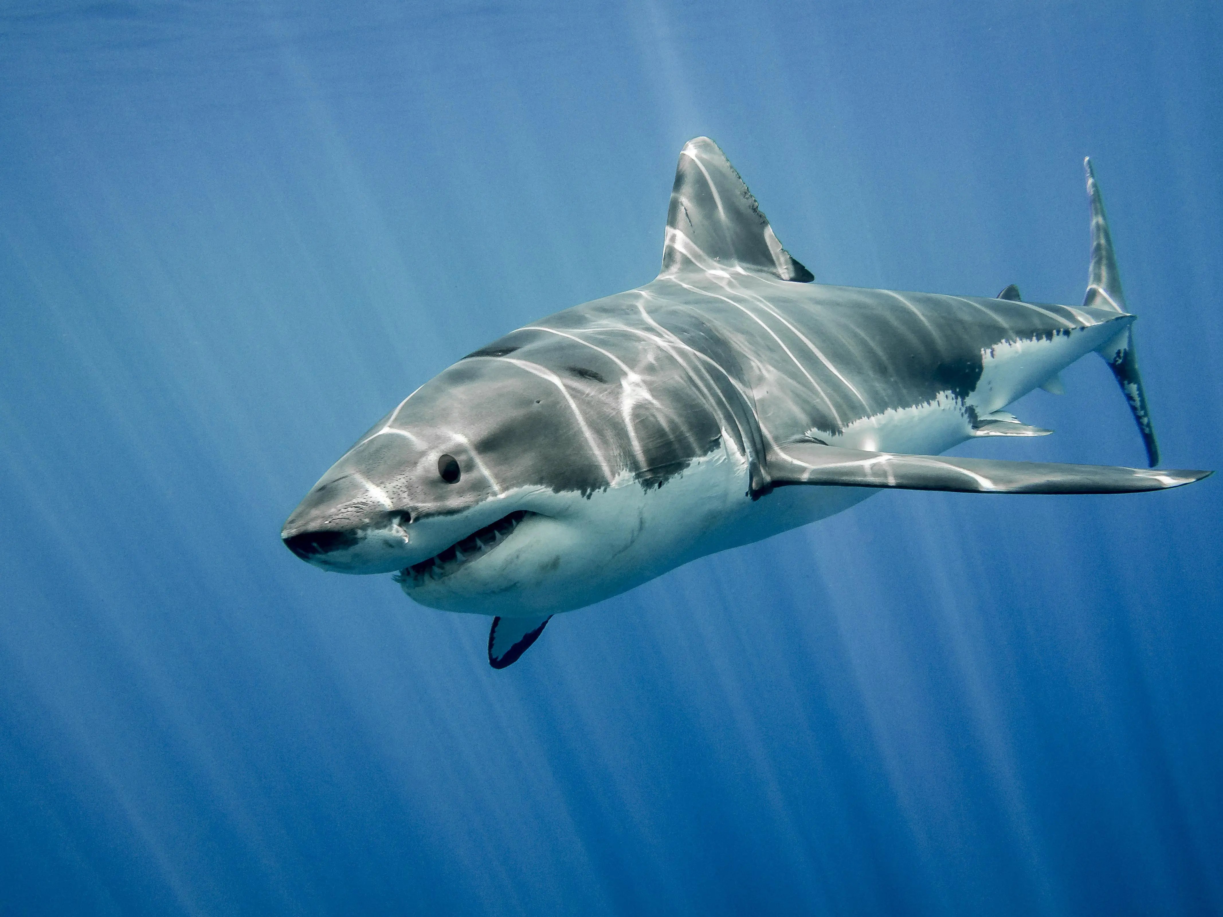Great White Shark