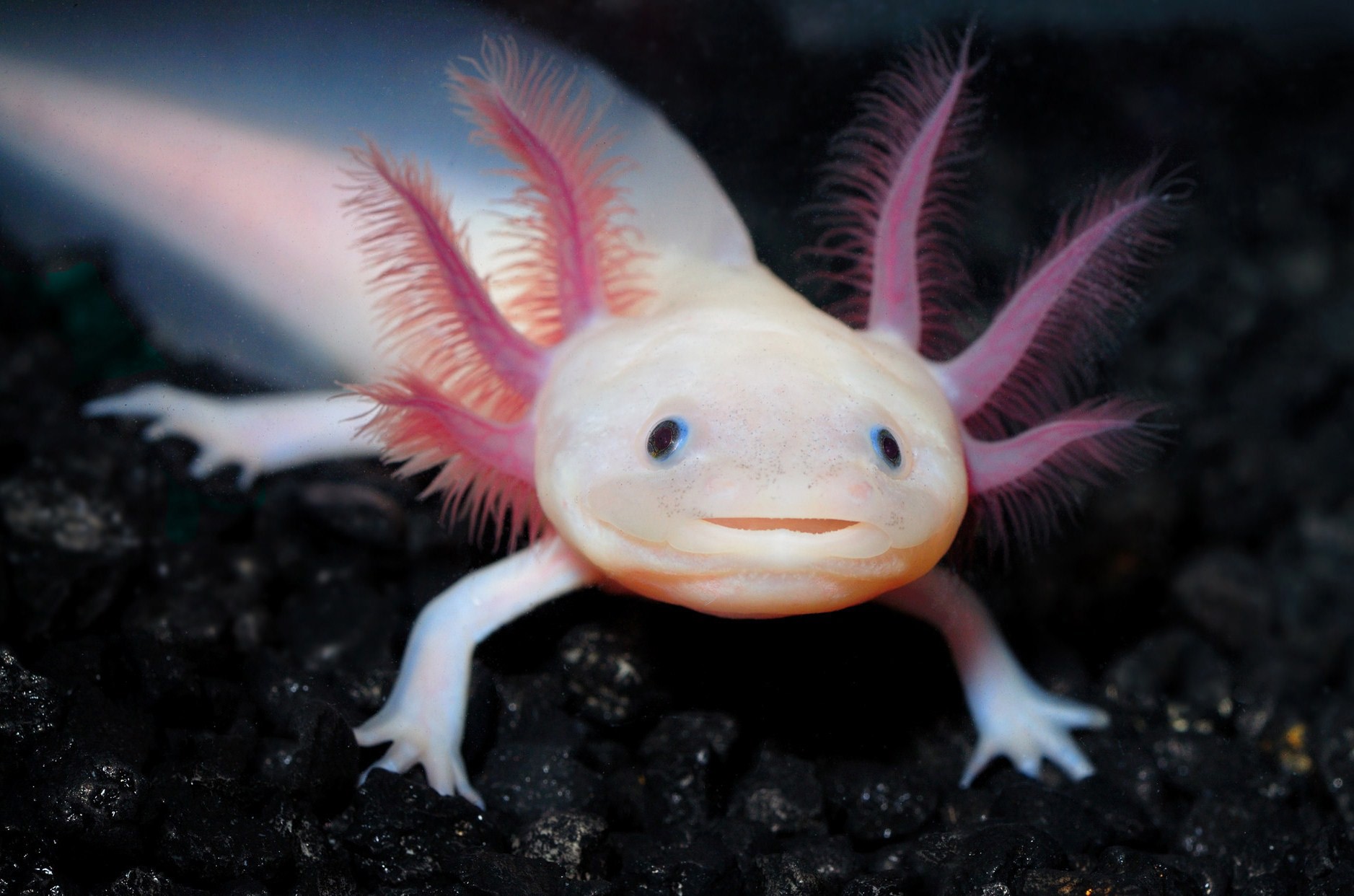  Axolotl