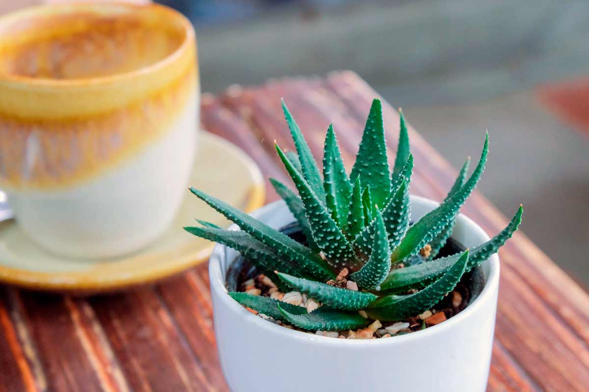 Aloe Vera