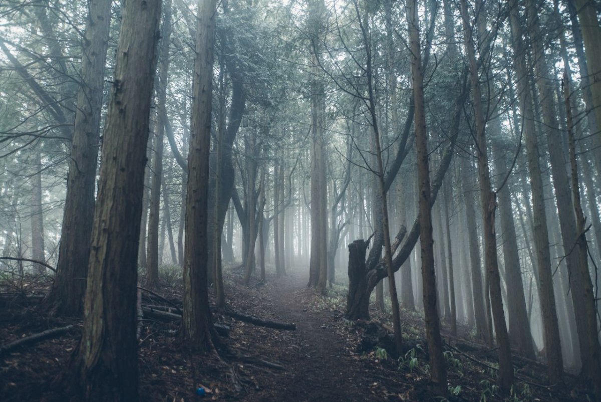 Suicide Forest, Japan
