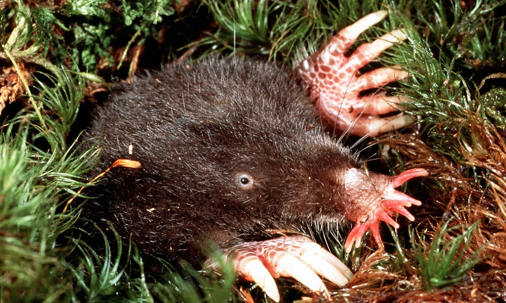 The Star-Nosed Mole