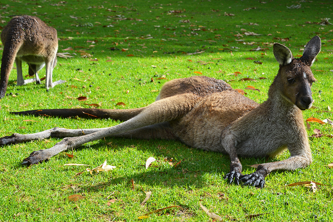 No animals native to Australia have hooves