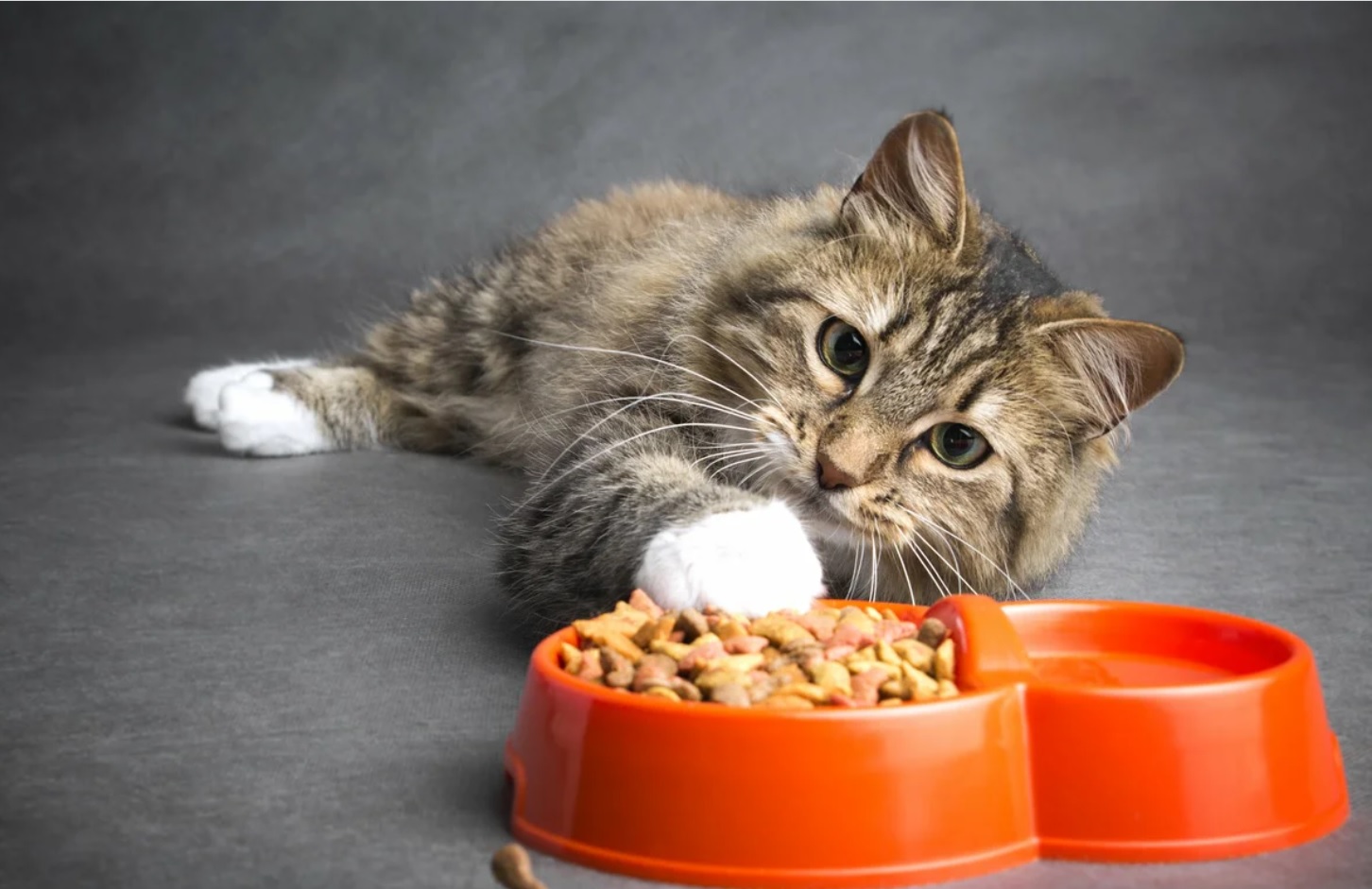 Dry food is best for cats