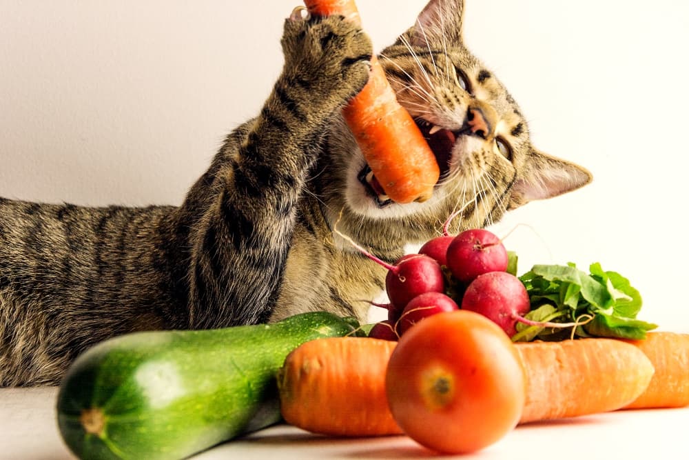 You can have a vegetarian cat
