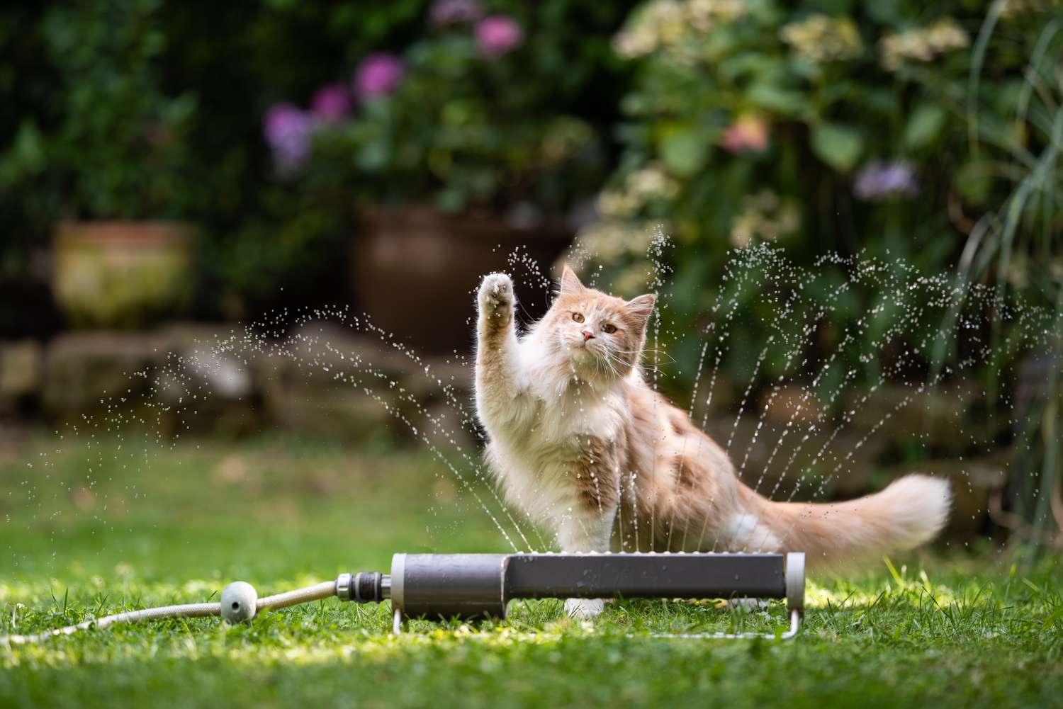 Cats hate water