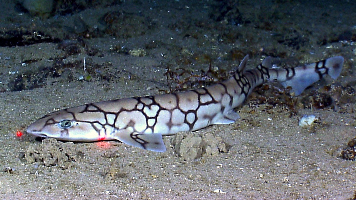 Atlantic Ghost Catshark