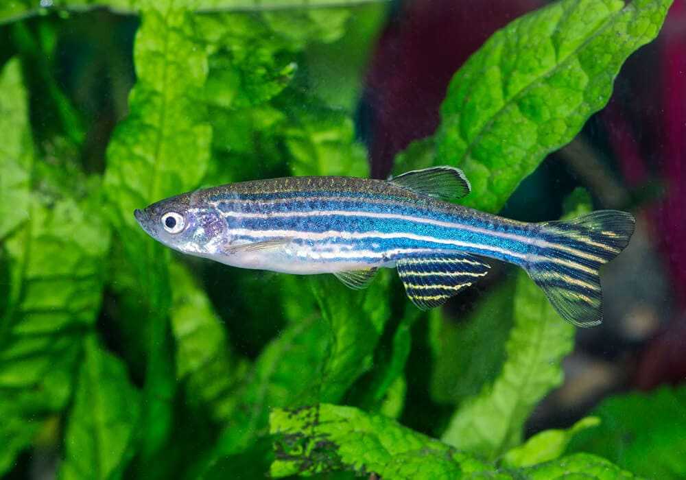 Zebrafish