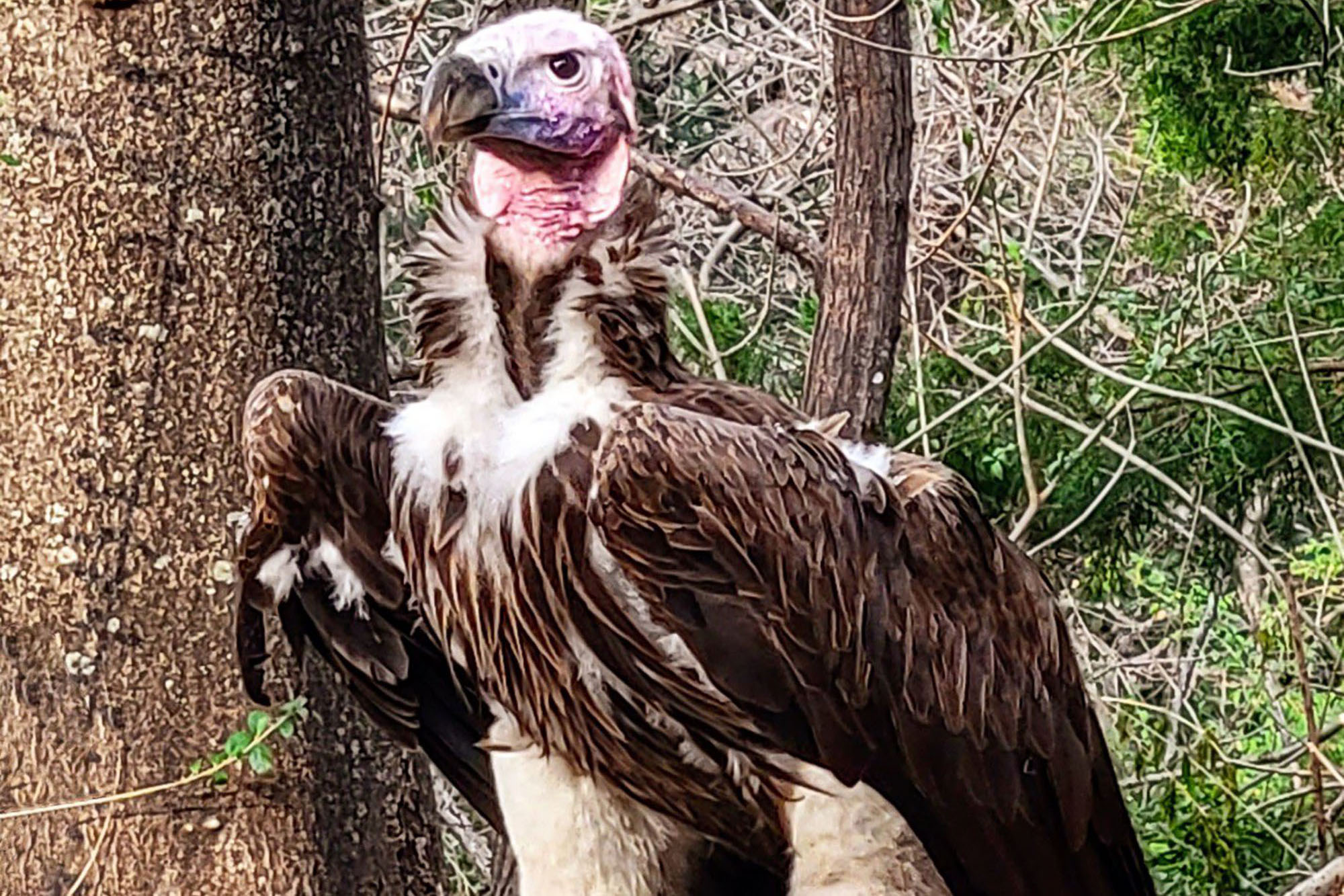  Exposing Dead to Vultures