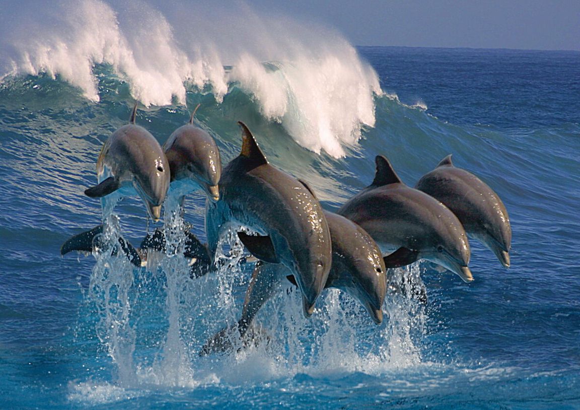 Each dolphin has his own personal whistle that others can recognize!