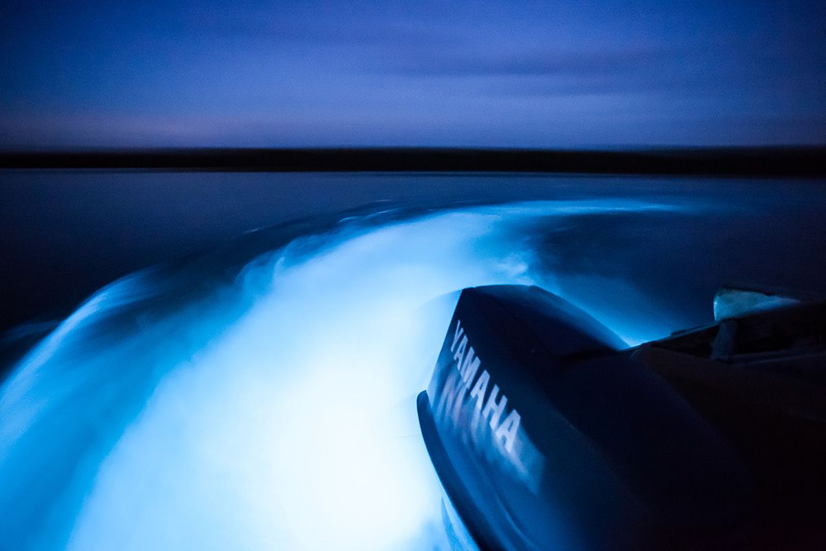 Luminous Lagoon, Jamaica