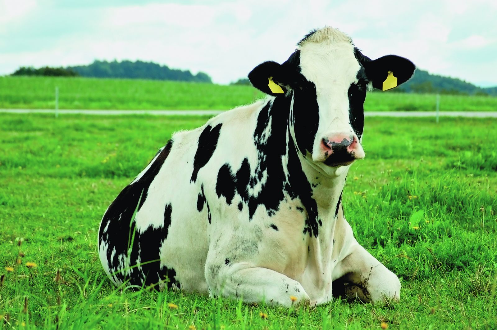Holstein Cow