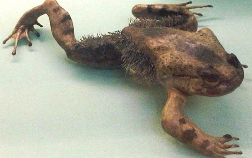 Hairy frogs have Wolverine-like abilities
