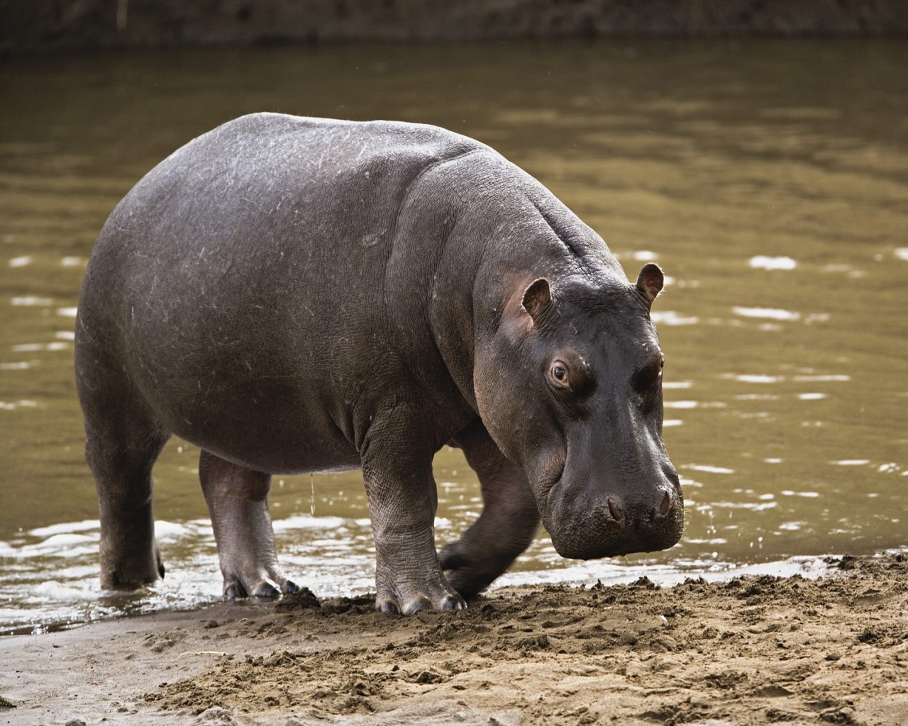 Hippos