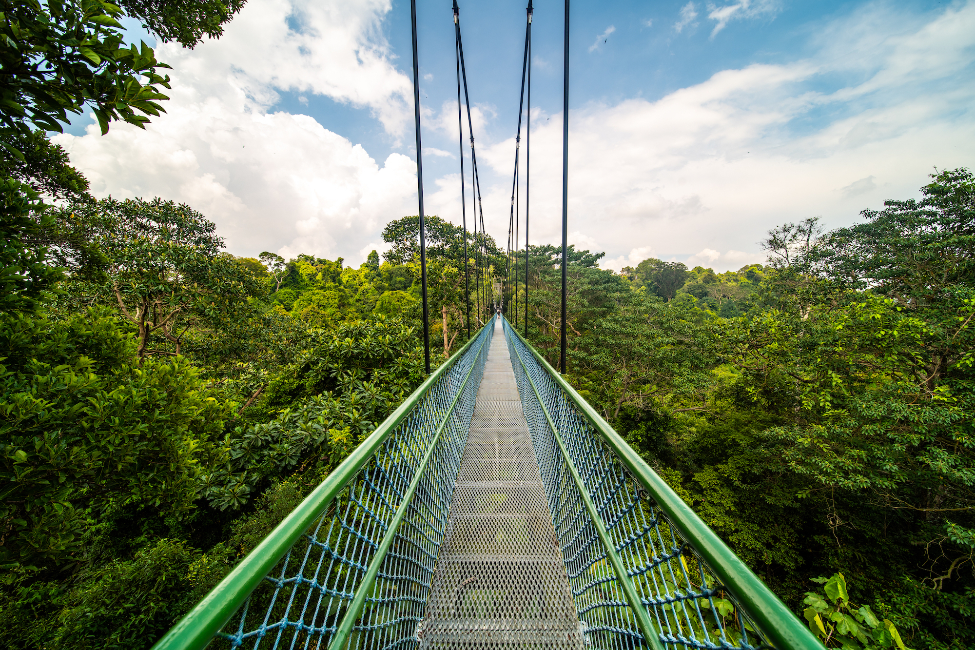 Explore the Tranquil Beauty of MacRitchie Reservoir