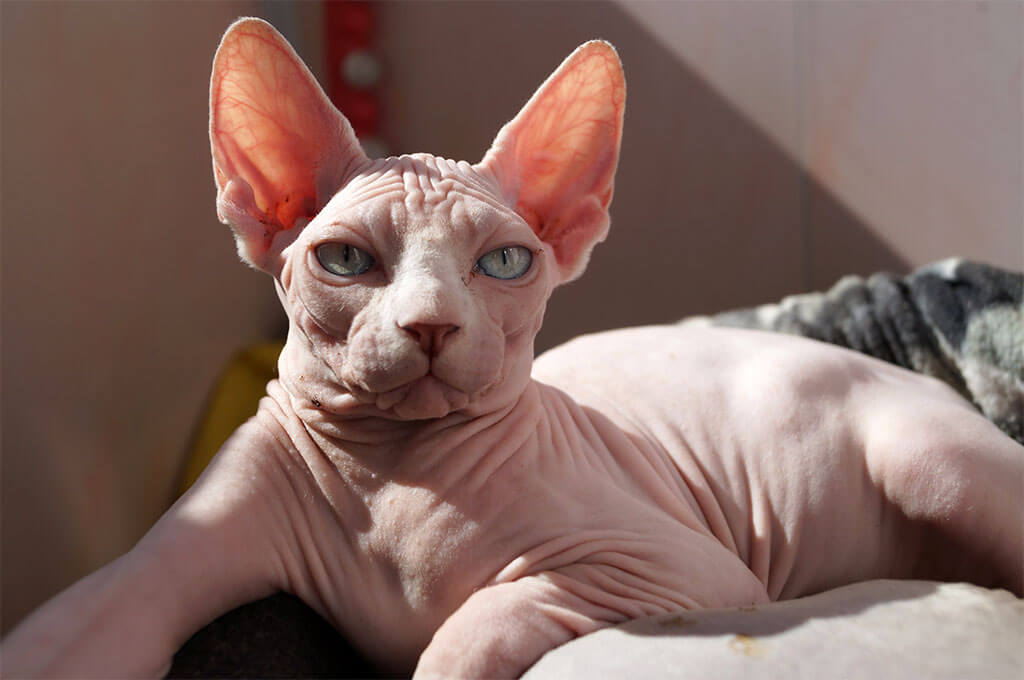 Sphynx