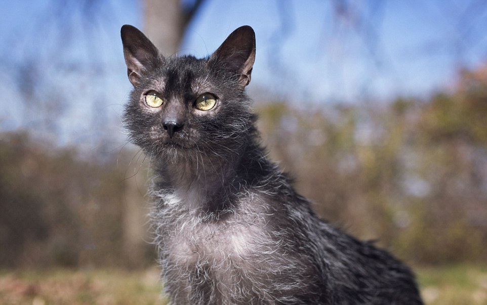 Lykoi