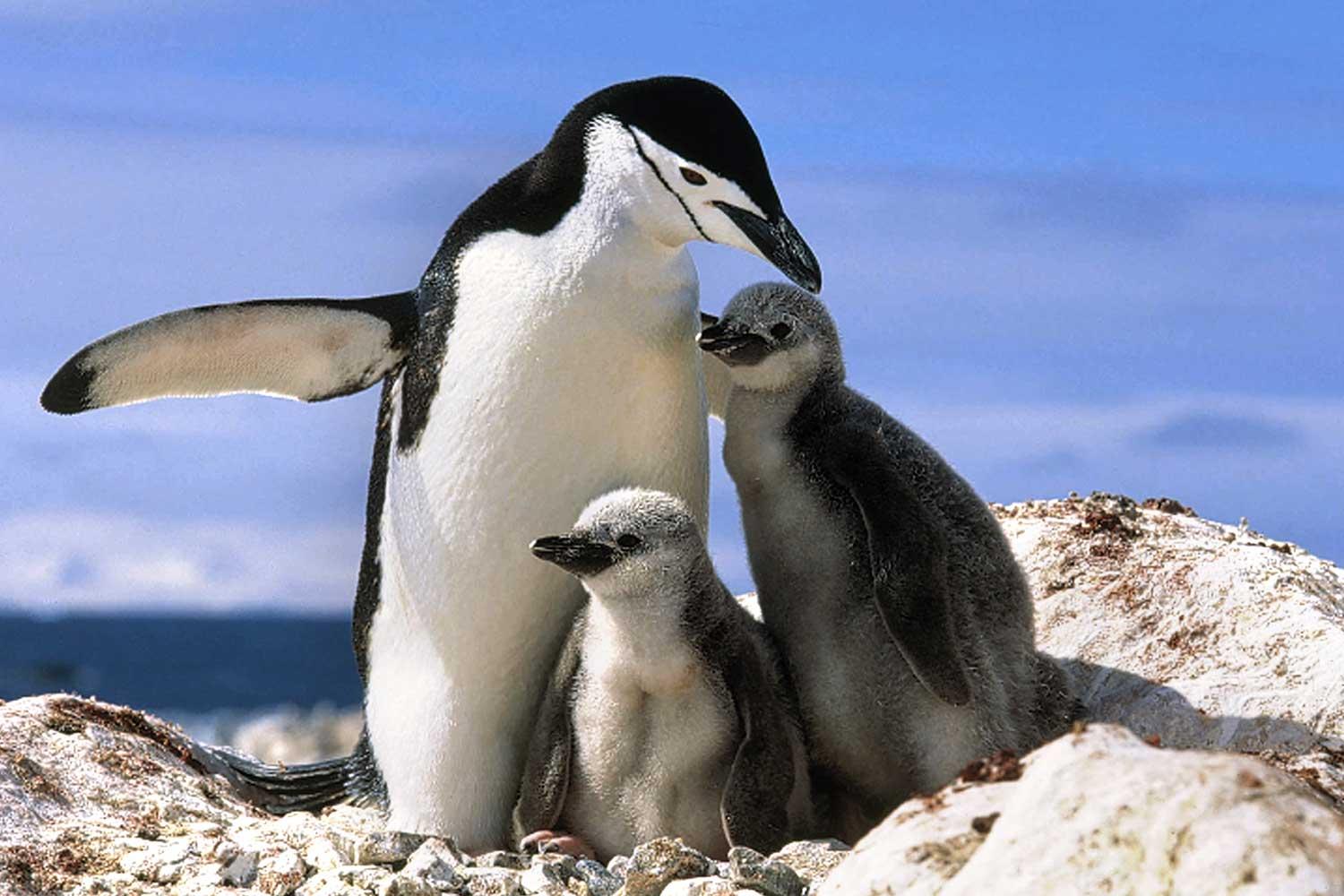 Countless Animal Species Would Go Extinct