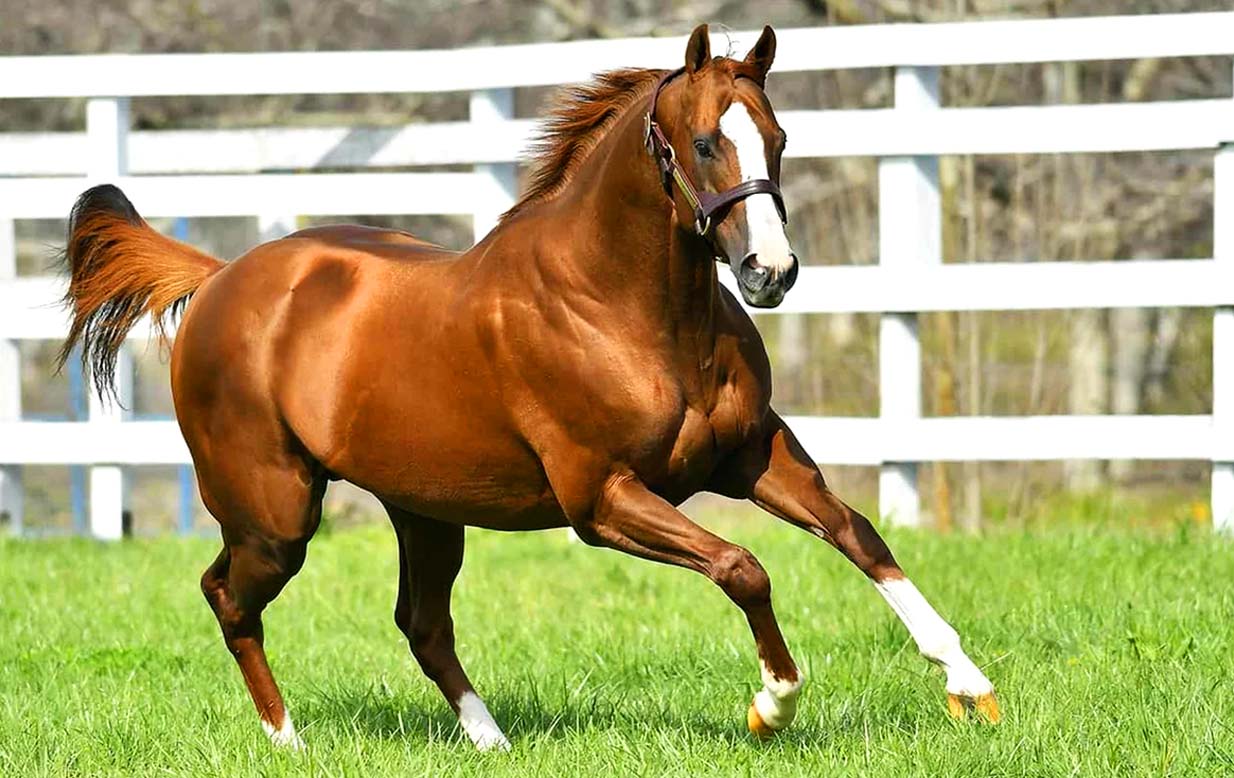 Thoroughbred Horse