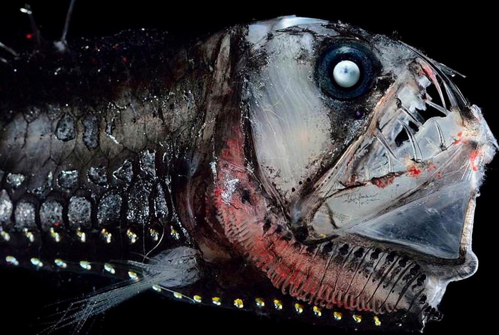 The Star-Nosed Viperfish