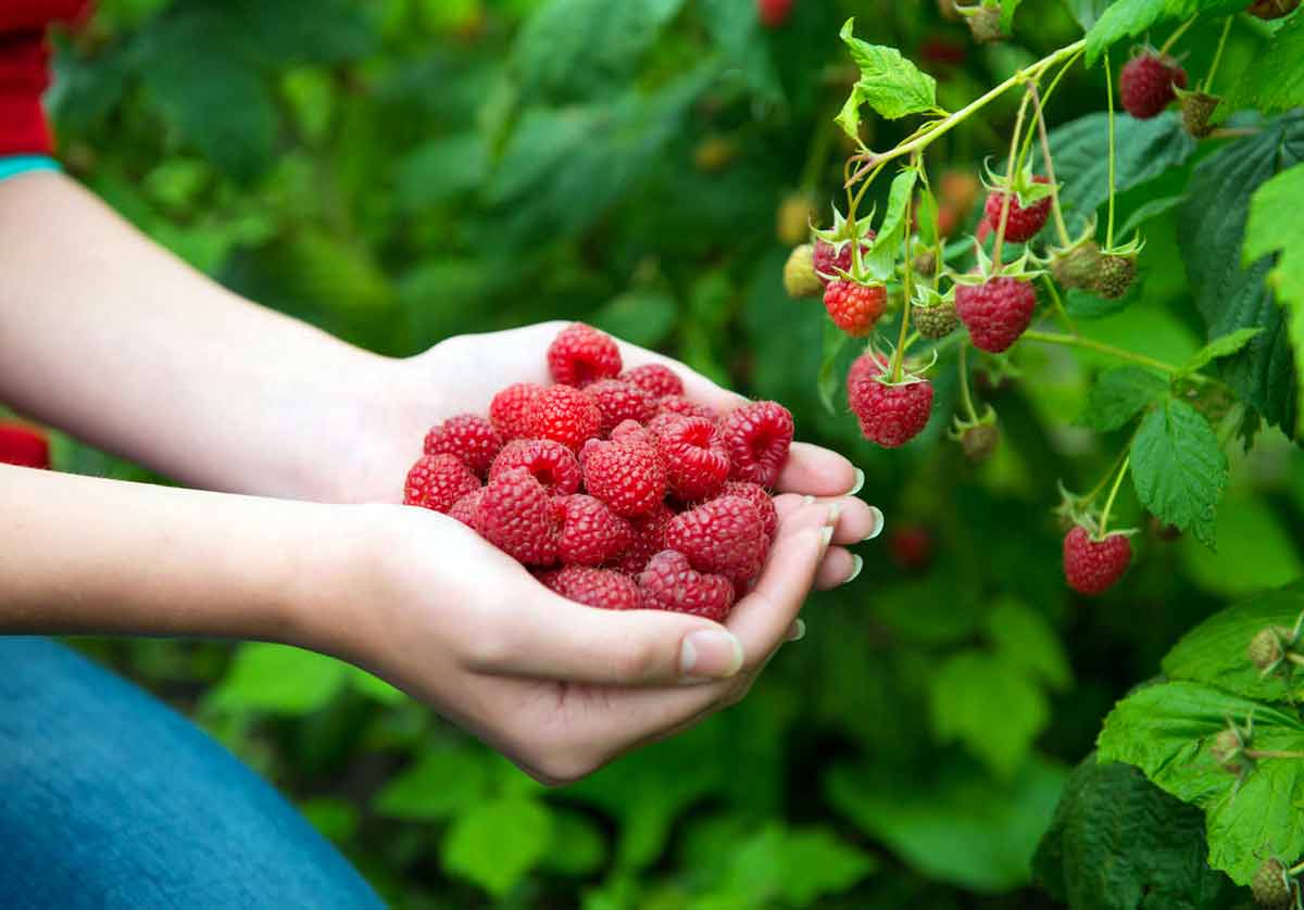 They have antibacterial properties