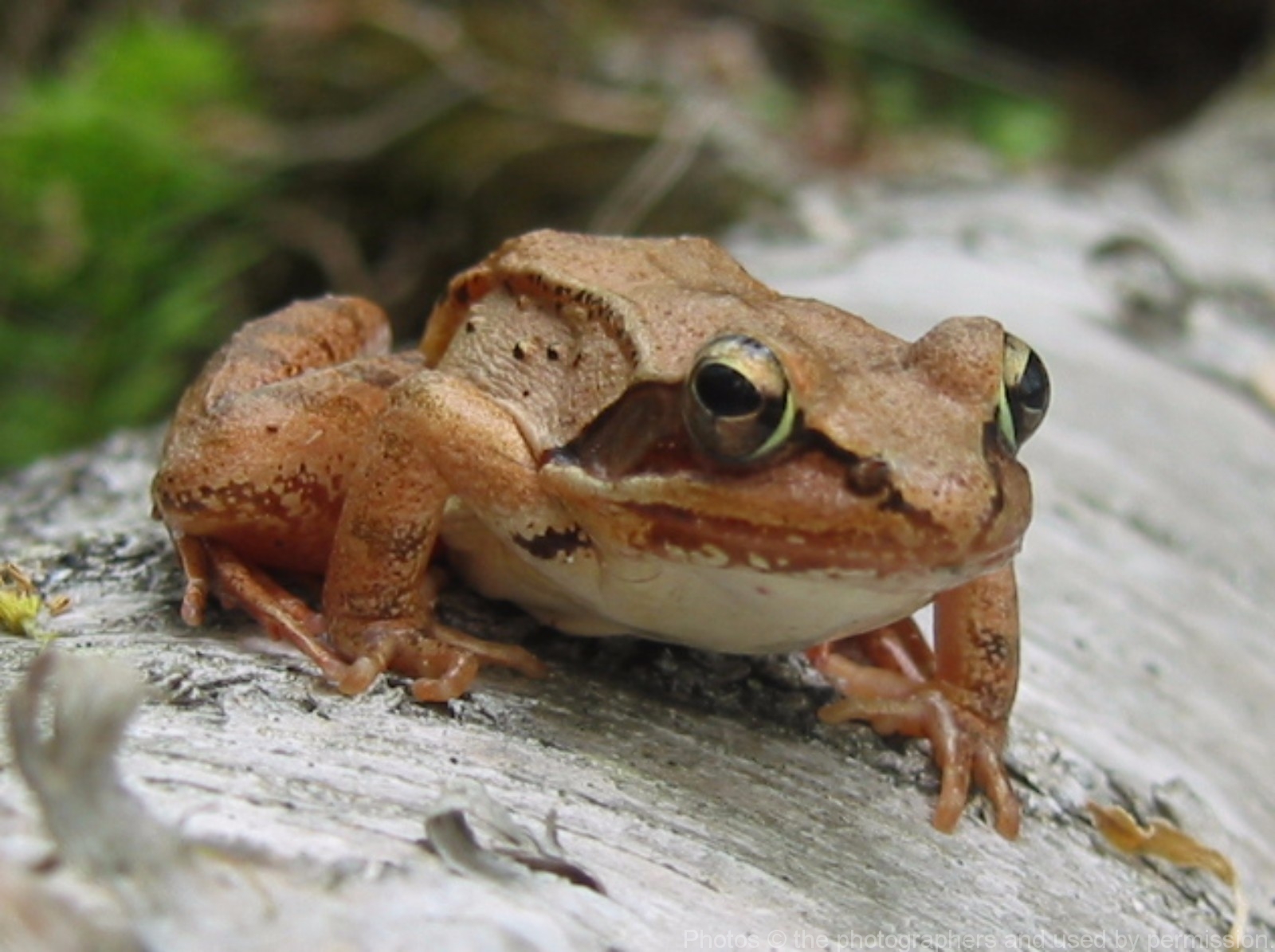 Wood frogs can freeze their own blood