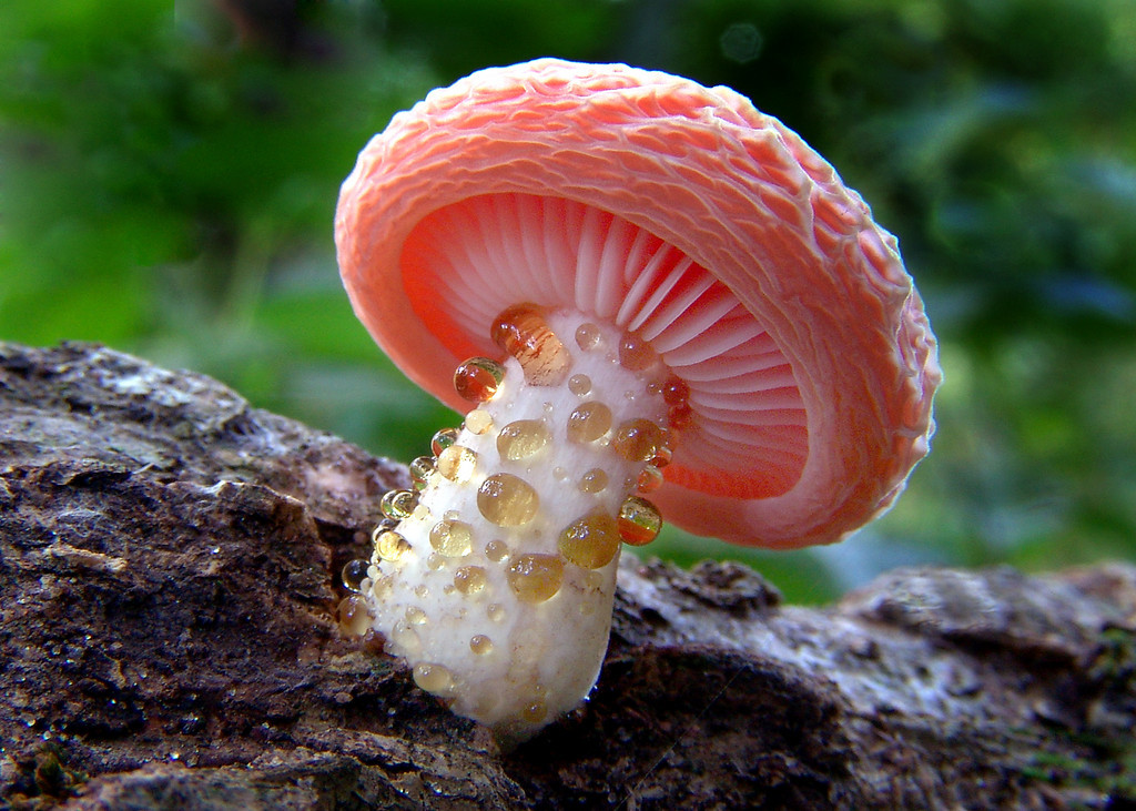 Wrinkled Peach (Rhodotus palmatus)