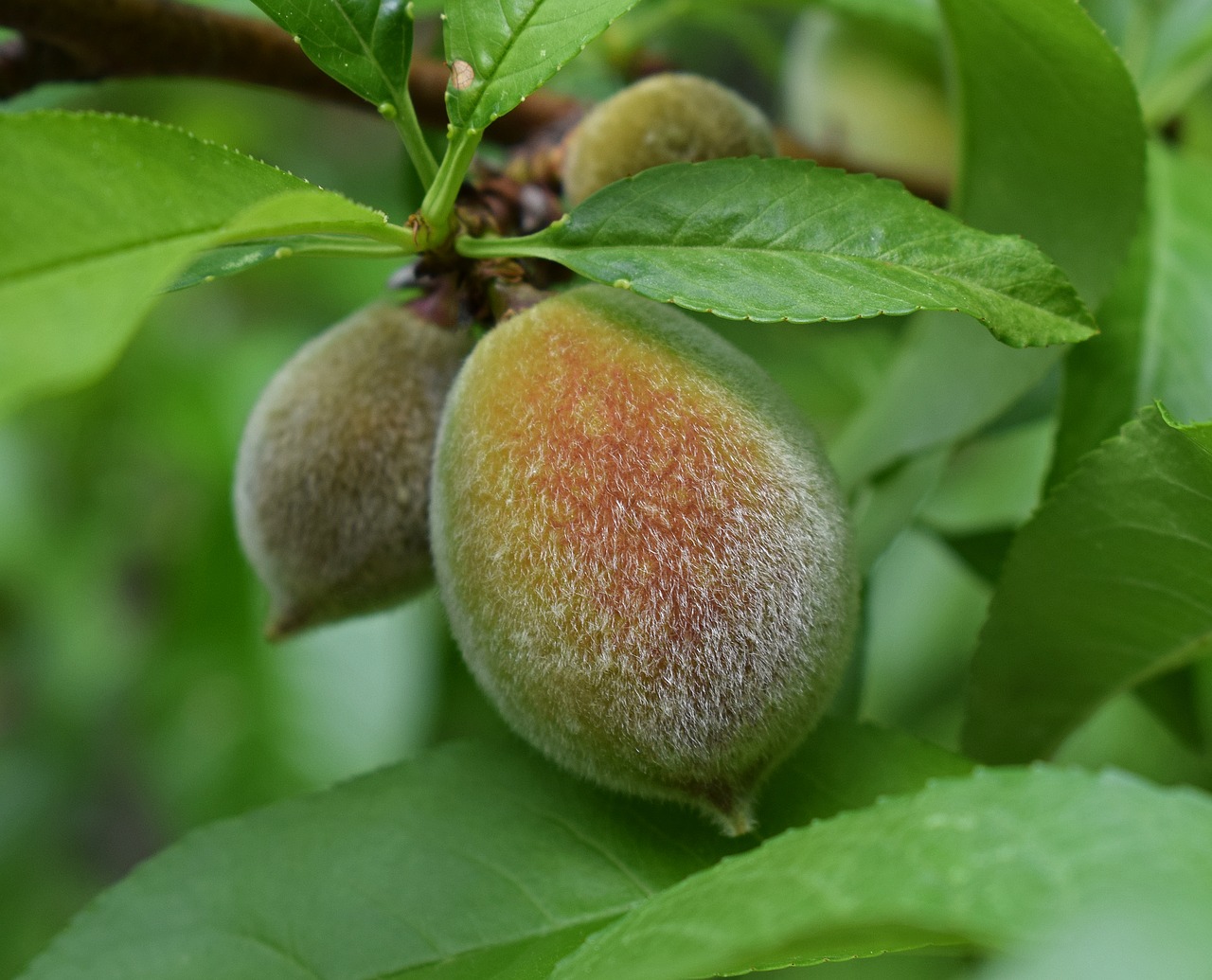 Peaches