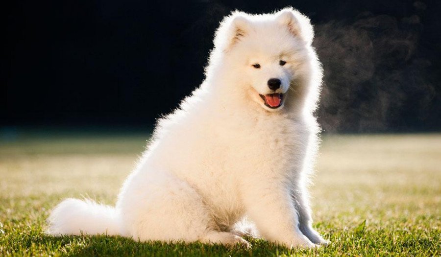 Samoyed
