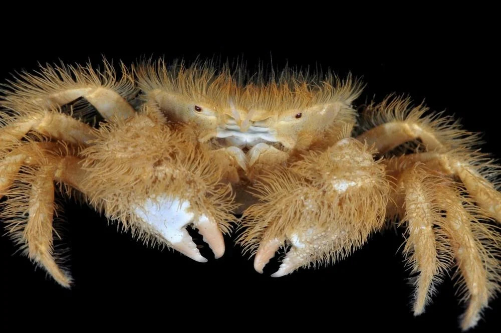 The Yeti Crab