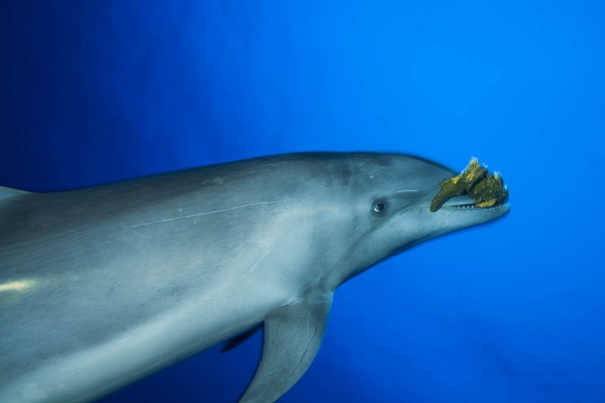 Dolphins can use tools