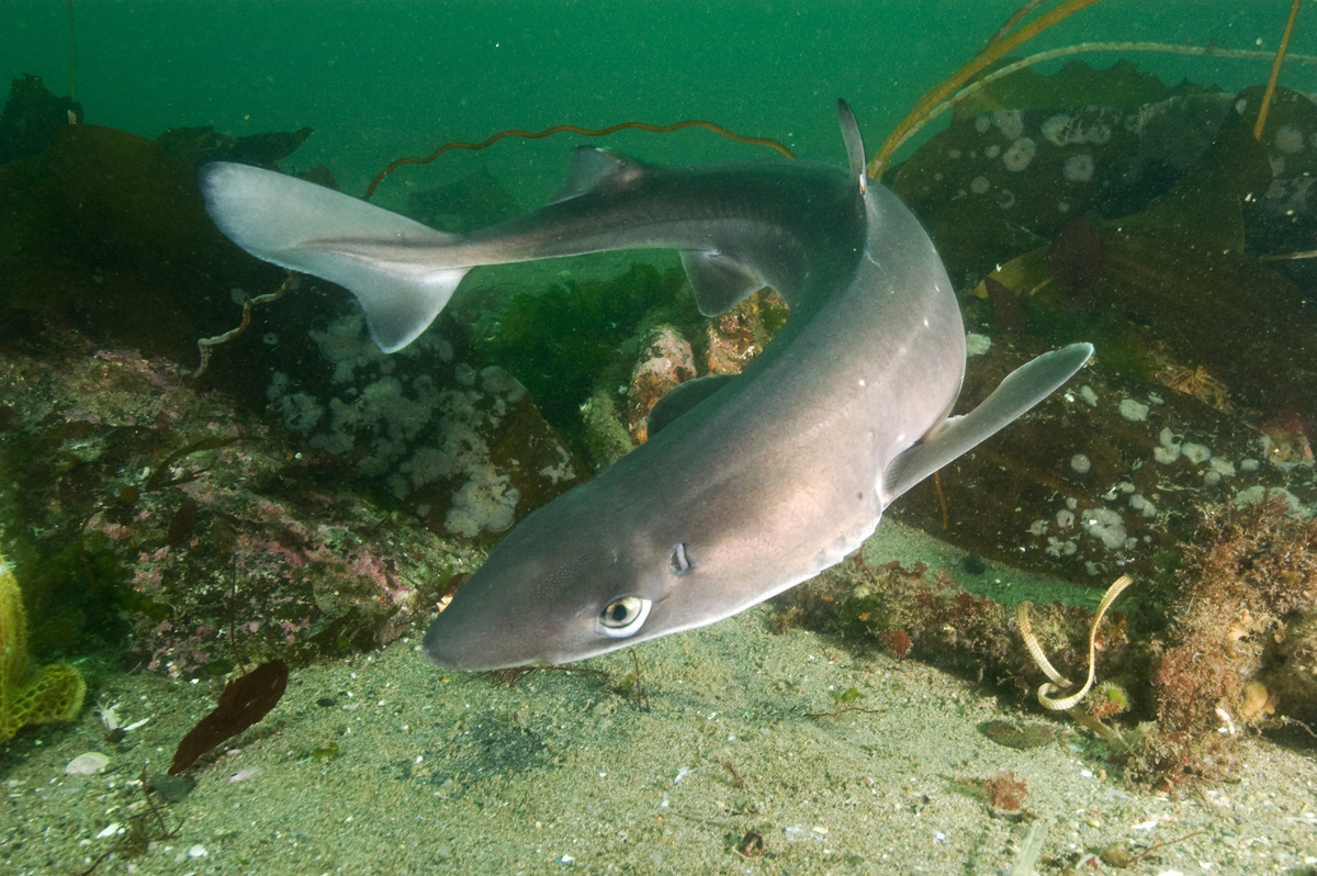 Granular Dogfish