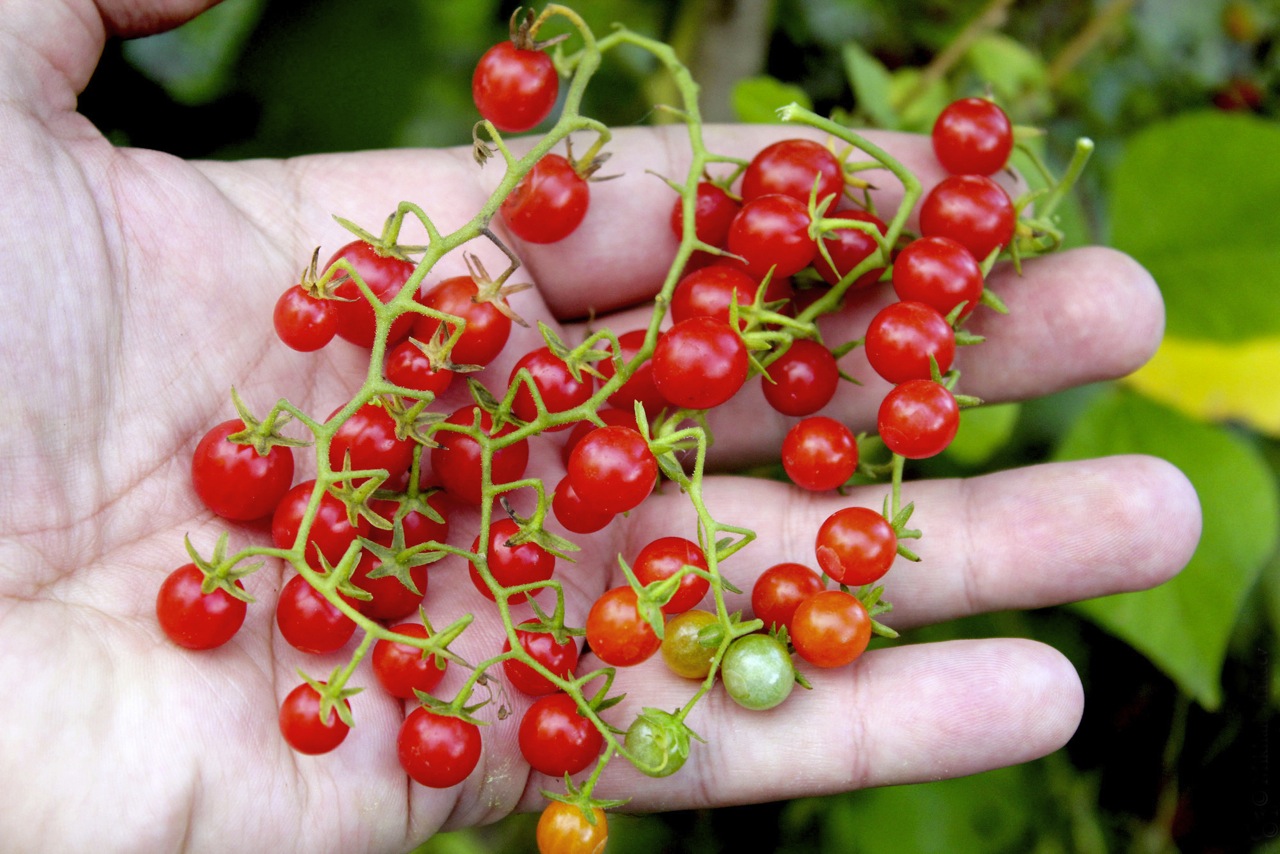Tomatoes
