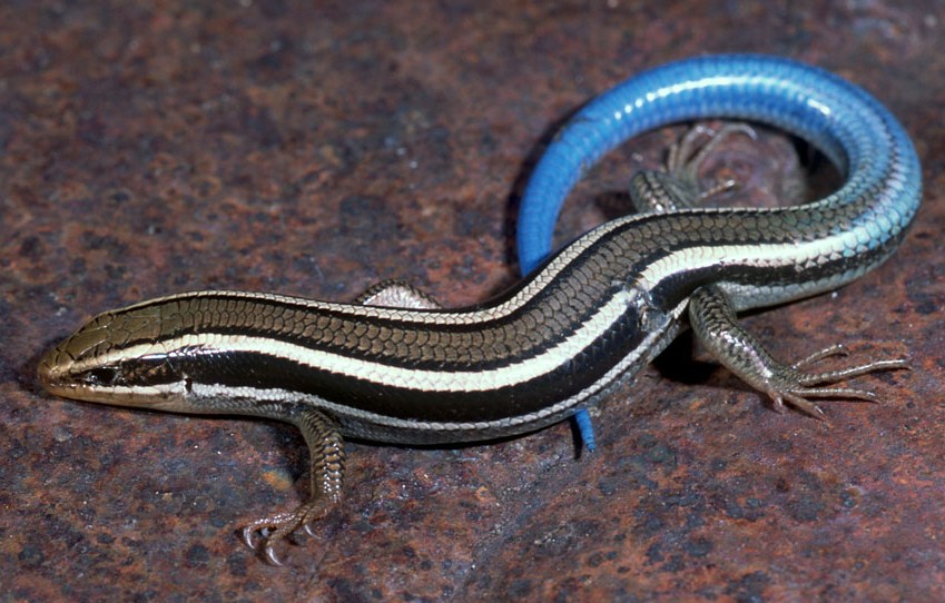 Skinks